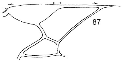 ♂ distal part of right fore wing