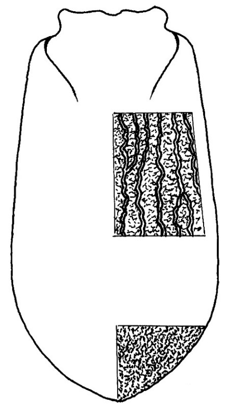 ♂ carapace in dorsal view with indication of its sculpture