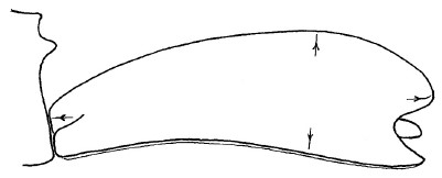 ♂ carapace in lateral view