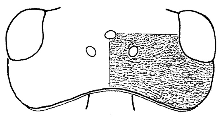 ♀ head in dorsal view