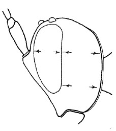 ♀♂ head in lateral view