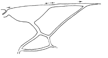 ♀ distal part of right fore wing