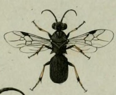 habitus