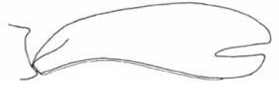 ♂ carapace in lateral view