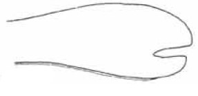 ♂ male carapace in lateral view