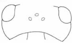 ♀ head in dorsal view