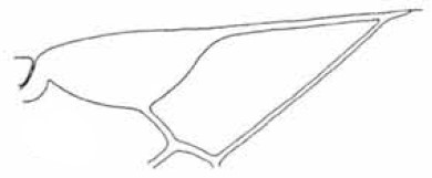 ♀  distal part of right fore wing
