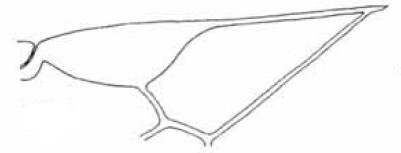 ♀  distal part of right fore wing
