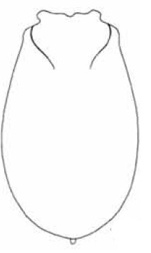 ♀ carapace in dorsal view