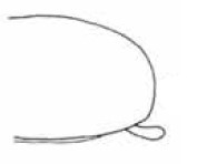 ♀ posterior end of carapace in lateral view