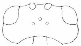 head in dorsal view [rimulosus]