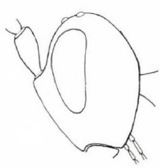 head in lateral view [rimulosus]