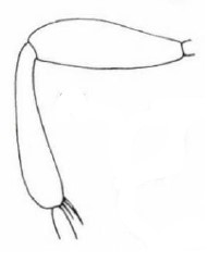 hind femur and tibia [rimulosus]