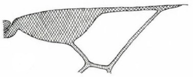 distal part of right fore wing (♀) [rimulosus]