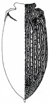 ♀ carapace in dorsal view [rimulosus, lectotype]