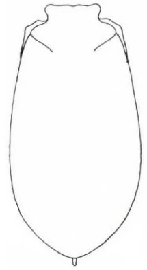 ♀ carapace in dorsal view [rimulosus]