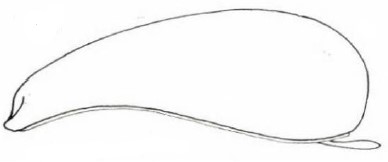 ♀ carapace in lateral view [rimulosus]