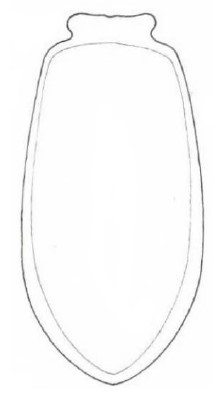 ♀ carapace in ventral view [rimulosus]