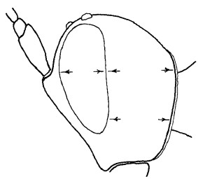 head in lateral view