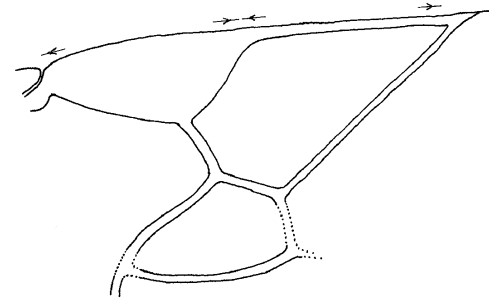 distal part of right fore wing
