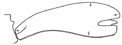 ♂ carapace in lateral view