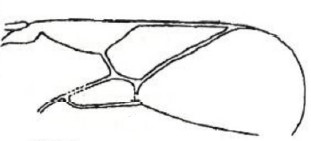 part of forewing [rimulosus]