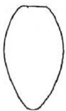 ♂ metasoma [rimulosus]