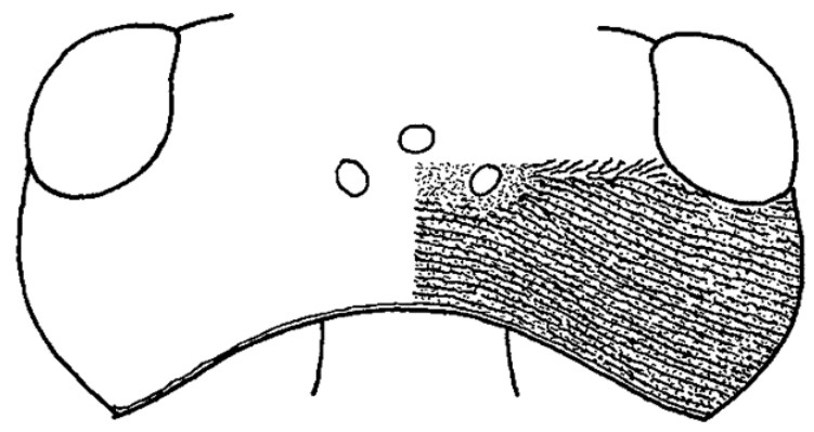 ♂ head in dorsal view with indication of its sculpture