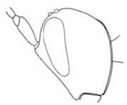 ♂ head in lateral view
