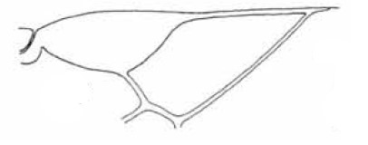 ♂ distal part of right fore wing