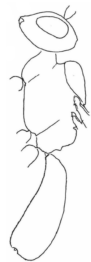 ♂ body (general lateral view)