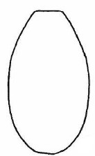 female metasoma, dorsal view