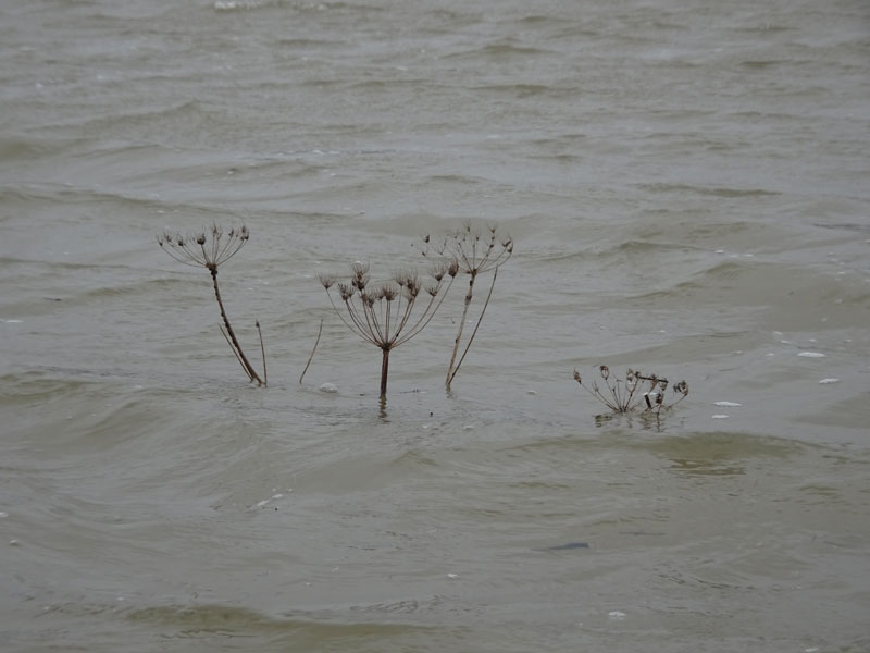 waterberenklauw.jpg